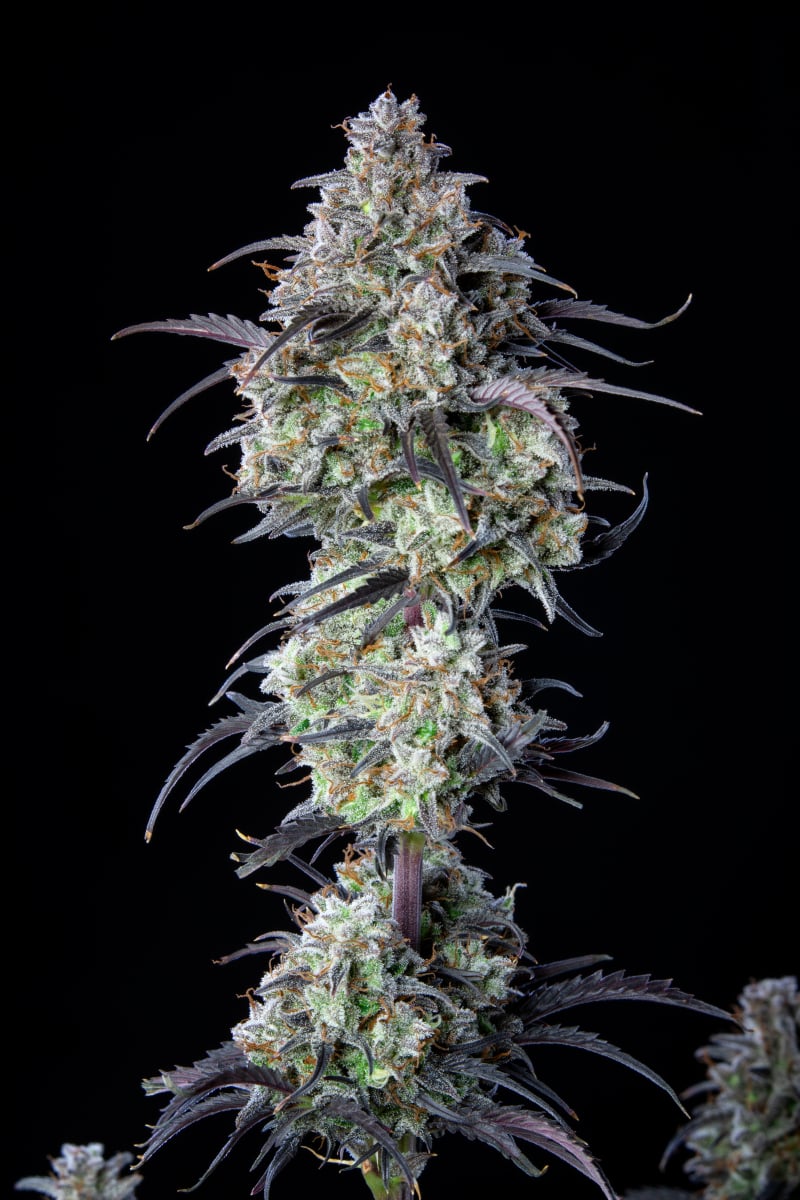 FAST BUDS - MIMOSA CAKE AUTO