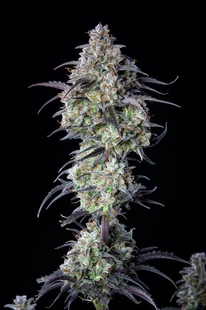 FAST BUDS - MIMOSA CAKE AUTO