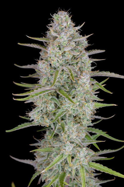 FAST BUDS - WEDDING CHEESECAKE AUTO