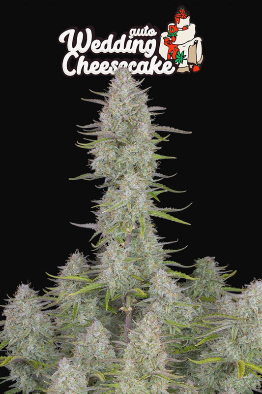 FAST BUDS - WEDDING CHEESECAKE AUTO