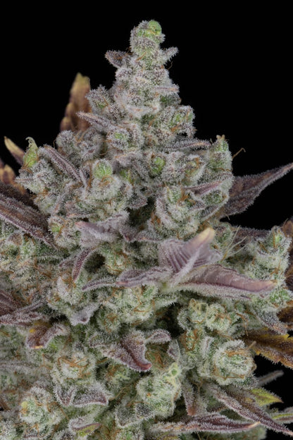 FAST BUDS - GORILLA COOKIES AUTO