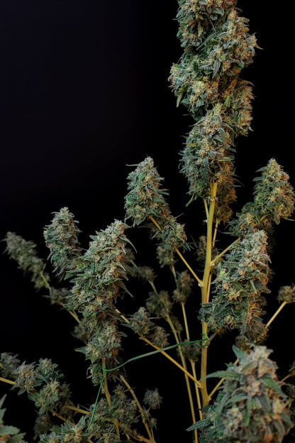 FAST BUDS - SOUR DIESEL AUTO