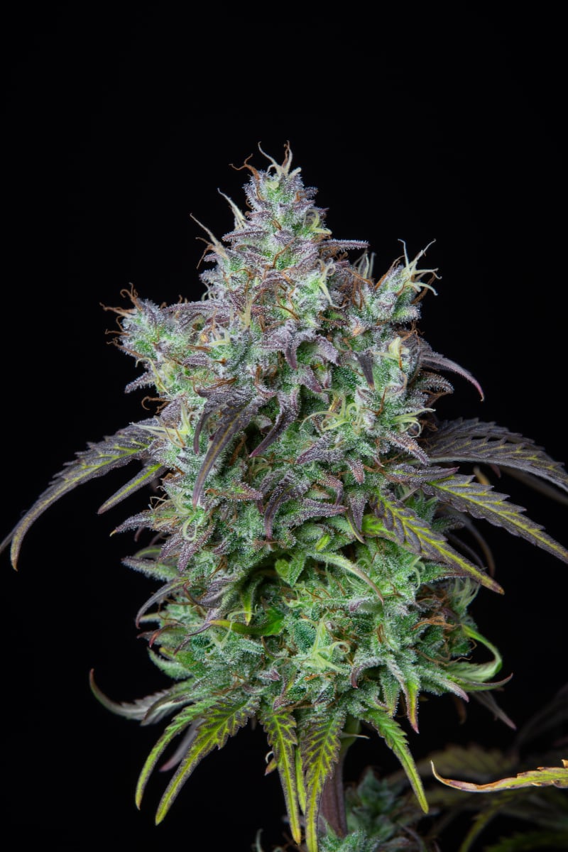 FAST BUDS - BIG BUD AUTO