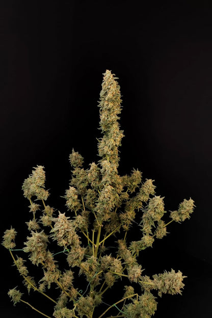 FAST BUDS - CRITICAL AUTO