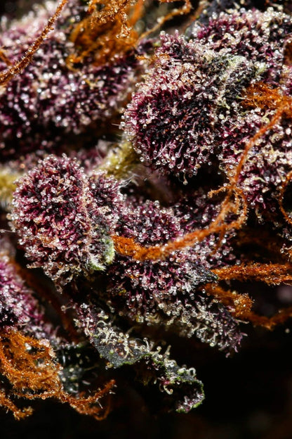 FAST BUDS - CRYSTAL METH AUTO