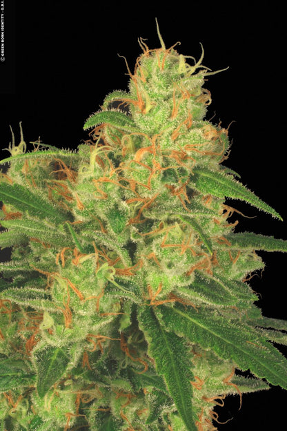 PARADISE SEEDS - AUTO ACID