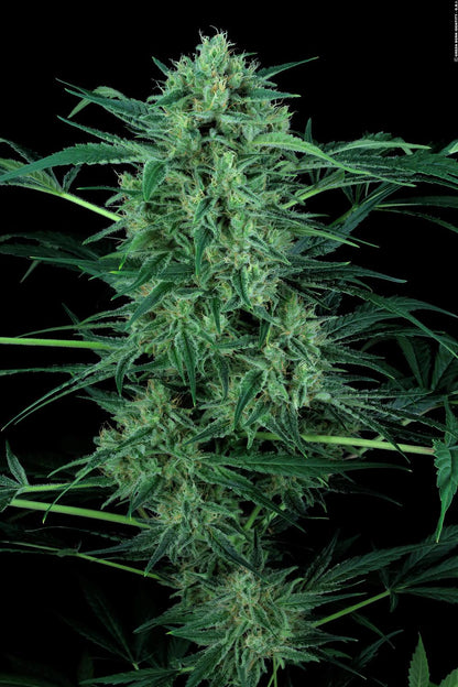 PARADISE SEEDS - NEBULA II CBD FEMMINIZZATA