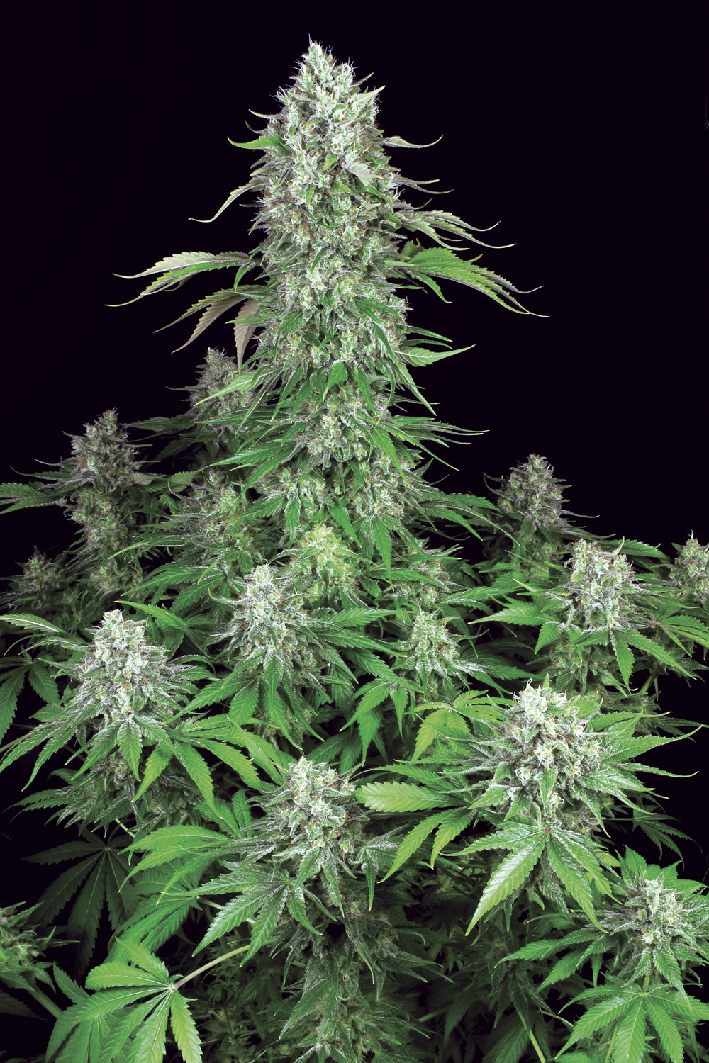 PARADISE SEEDS - DUTCH KUSH FEMMINIZZATA