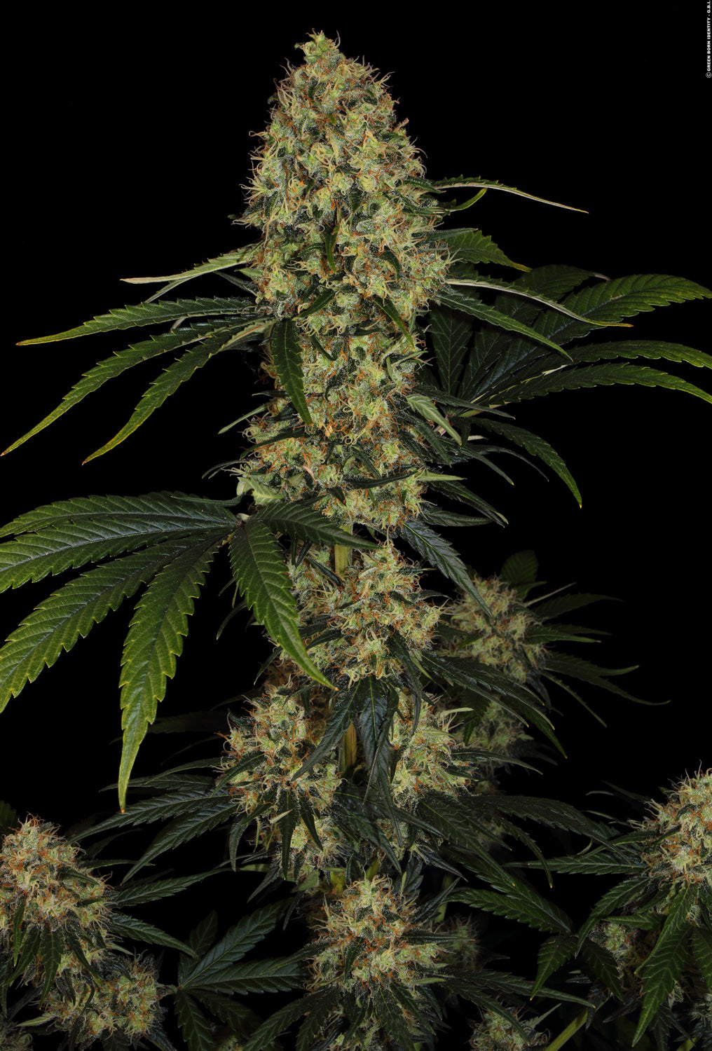 PARADISE SEEDS - L.A. AMNESIA - CHONG'S CHOICE