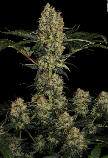 PARADISE SEEDS - MENDOCINO SKUNK - CHONG'S CHOICE