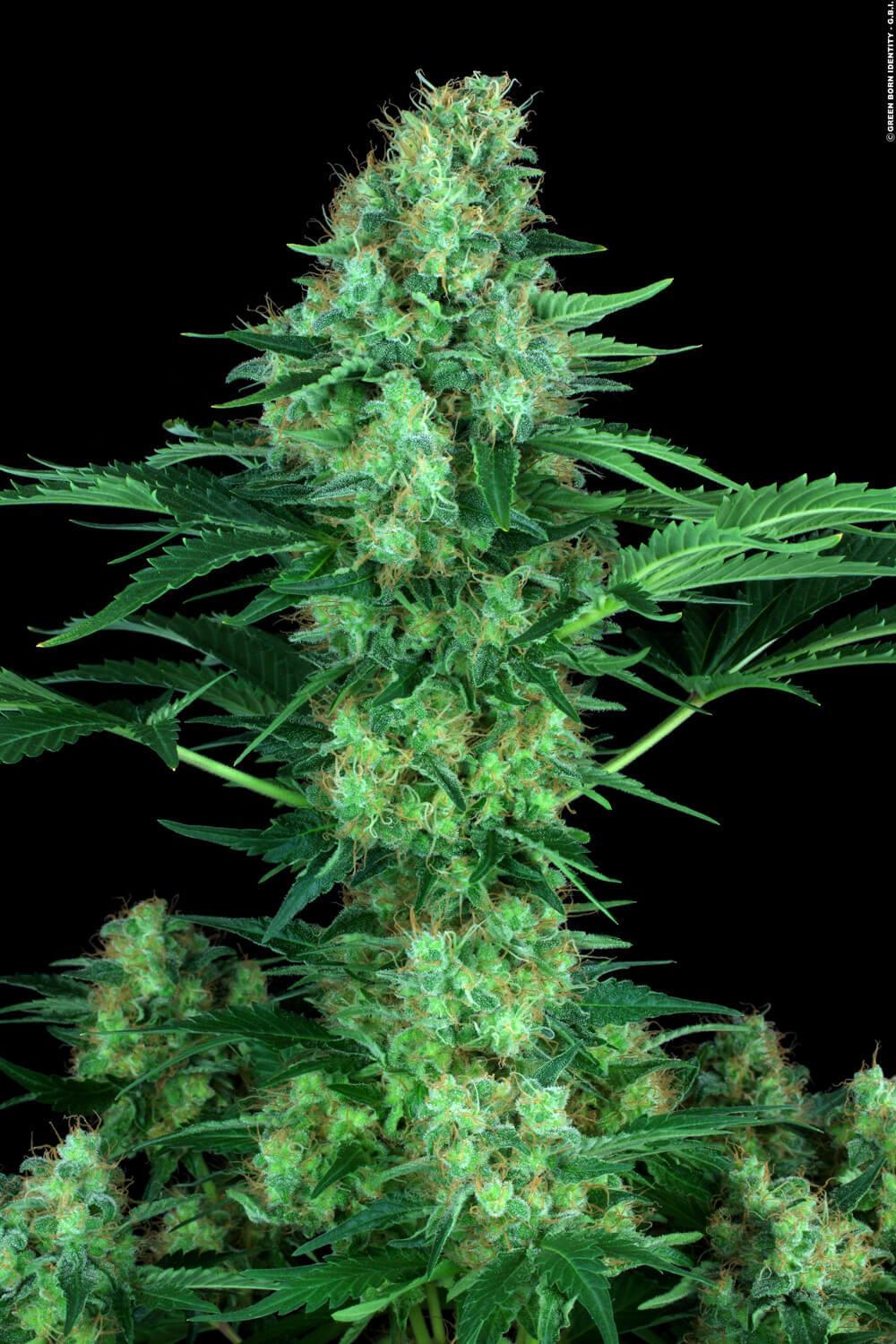 PARADISE SEEDS - ORIGINAL WHITE WIDOW (IBL)