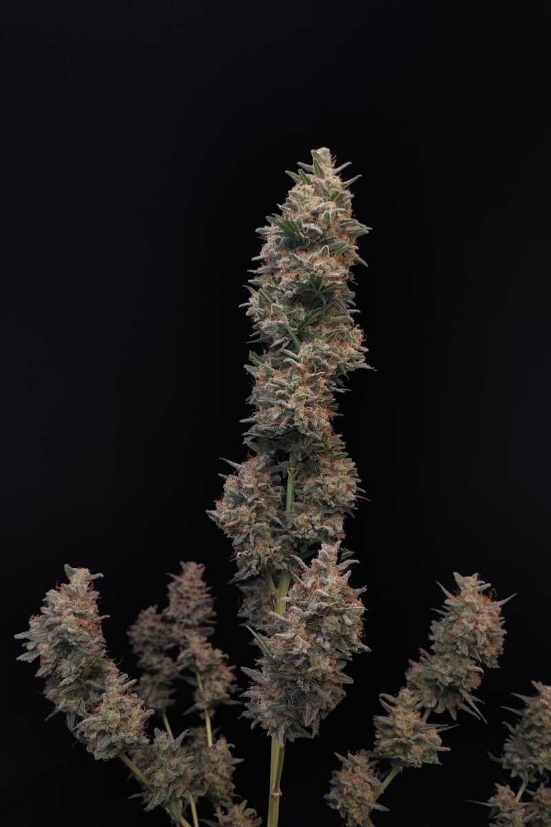 FAST BUDS - CHEMDAWG AUTO