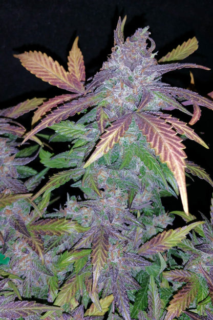 FAST BUDS - FASTBERRY AUTO
