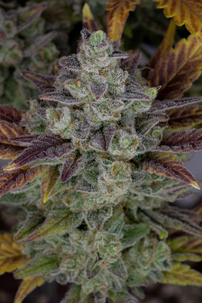 FAST BUDS - GORILLA COOKIES AUTO