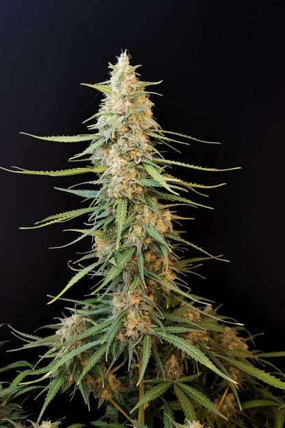 FAST BUDS - SOUR DIESEL AUTO