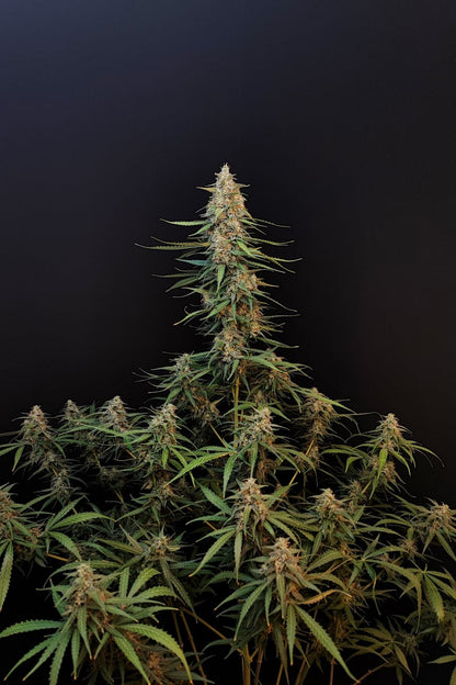 FAST BUDS - SOUR DIESEL AUTO