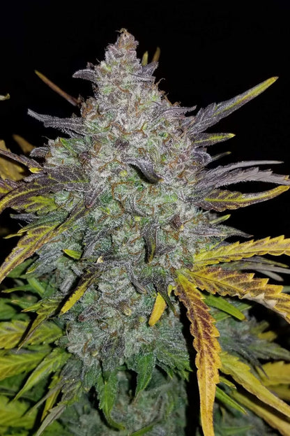 FAST BUDS - RHINO RYDER AUTO