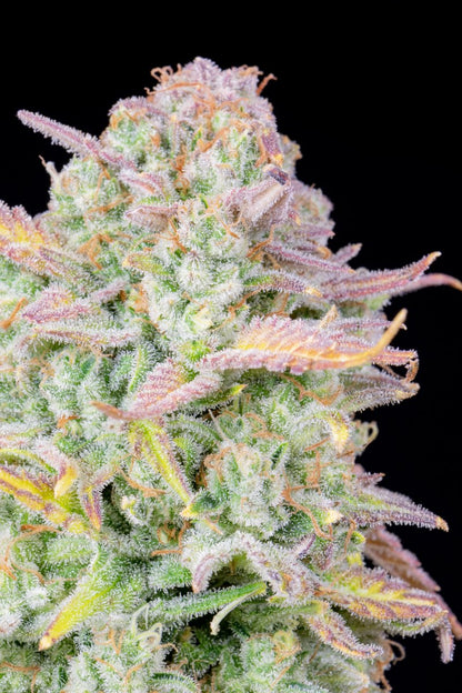 FAST BUDS - TRAINWRECK AUTO