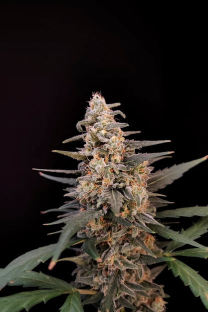 FAST BUDS - CRITICAL AUTO