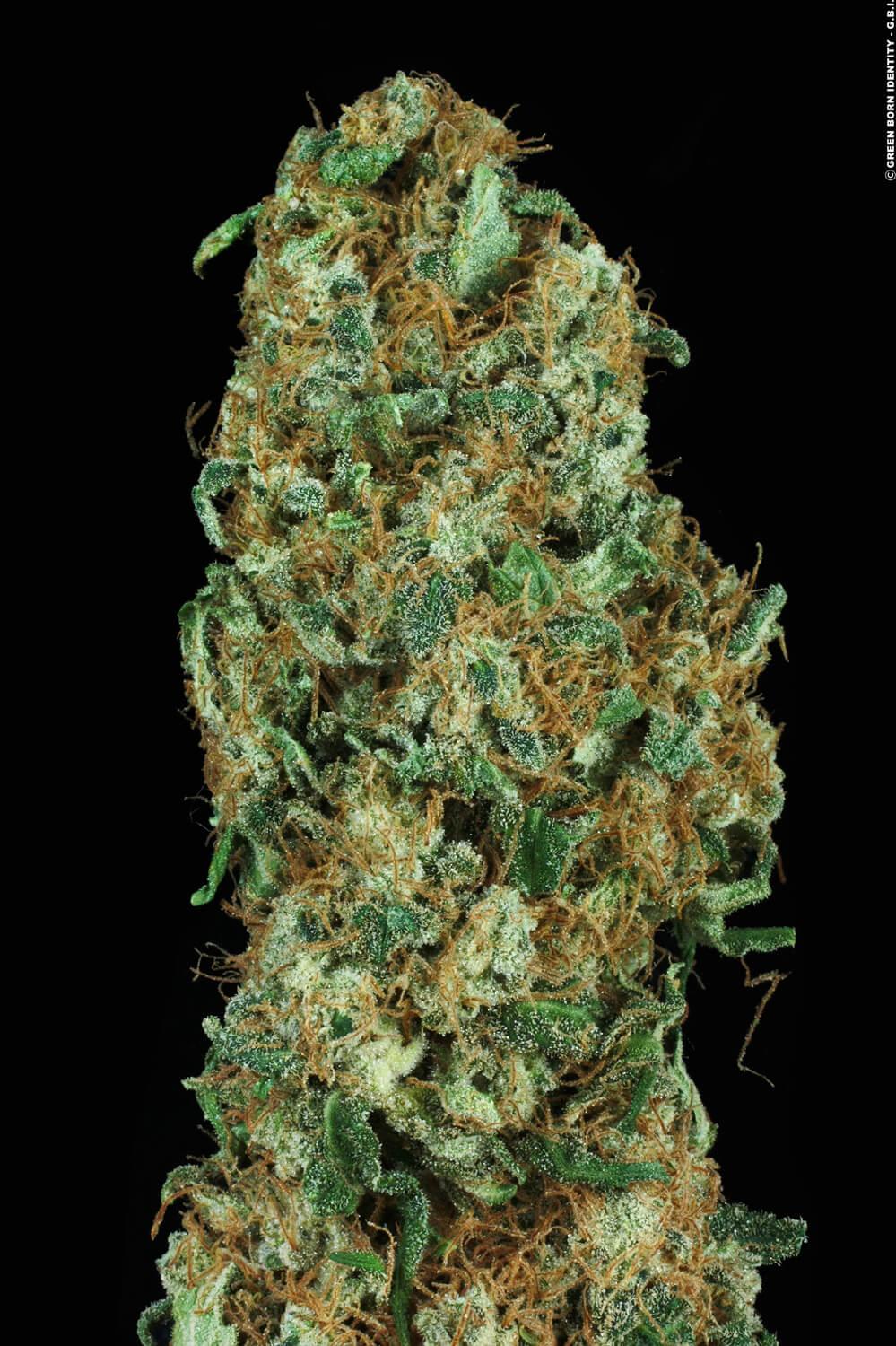 PARADISE SEEDS - ORIGINAL WHITE WIDOW (IBL)