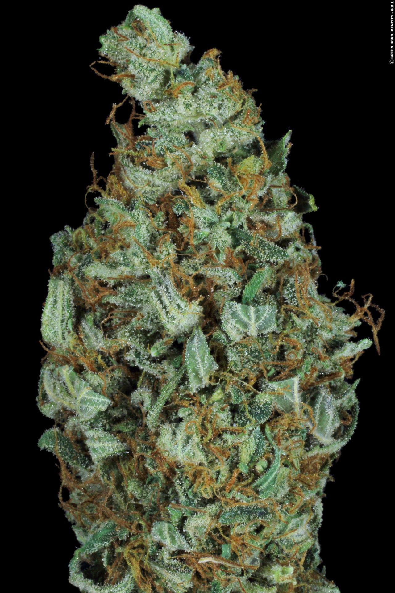 PARADISE SEEDS - SENSI STAR FEMMINIZZATA
