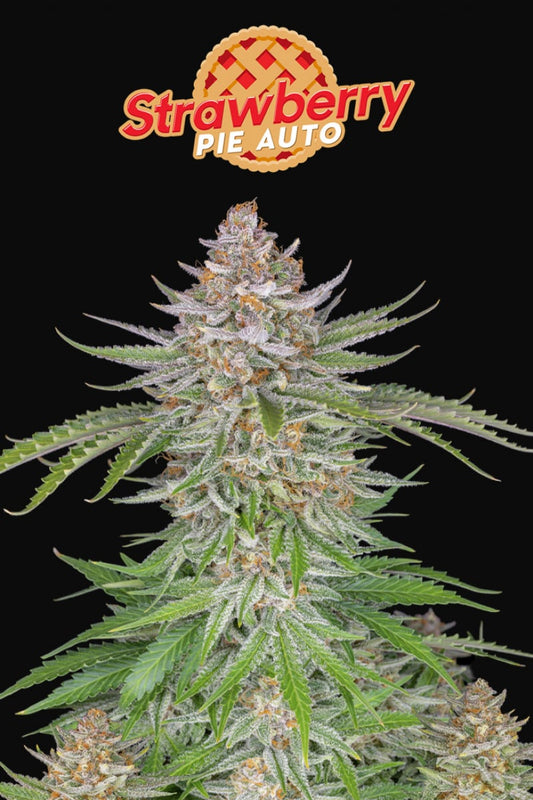 FAST BUDS - STRAWBERRY PIE AUTO