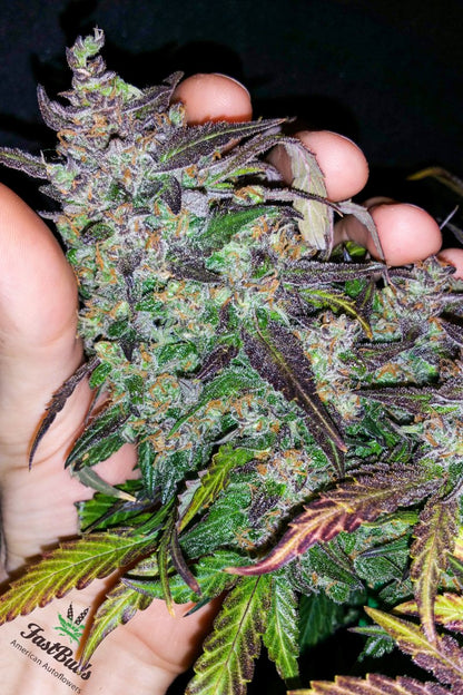FAST BUDS - FASTBERRY AUTO