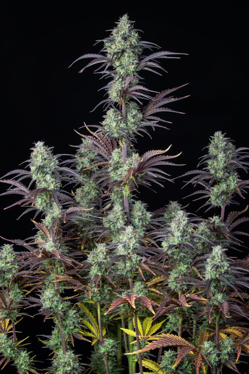FAST BUDS - MIMOSA CAKE AUTO