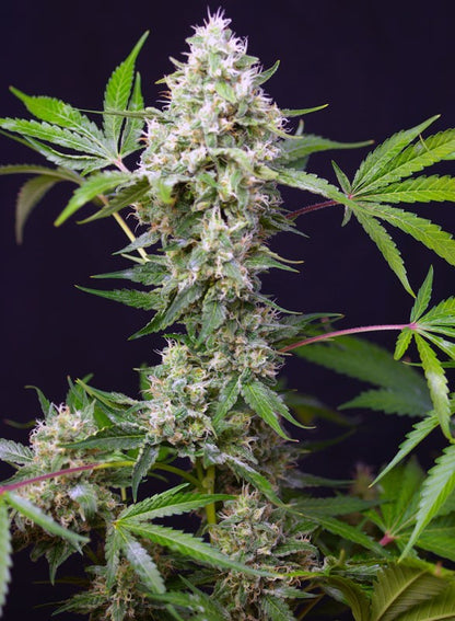 SWEET SEEDS - SWEET AMNESIA HAZE XL AUTO