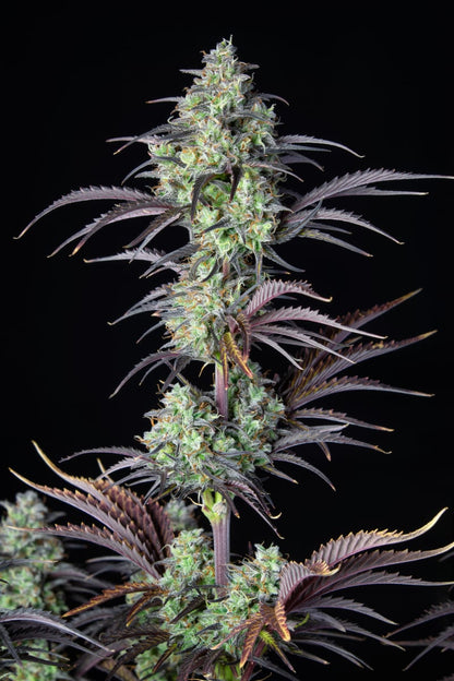 FAST BUDS - MIMOSA CAKE AUTO