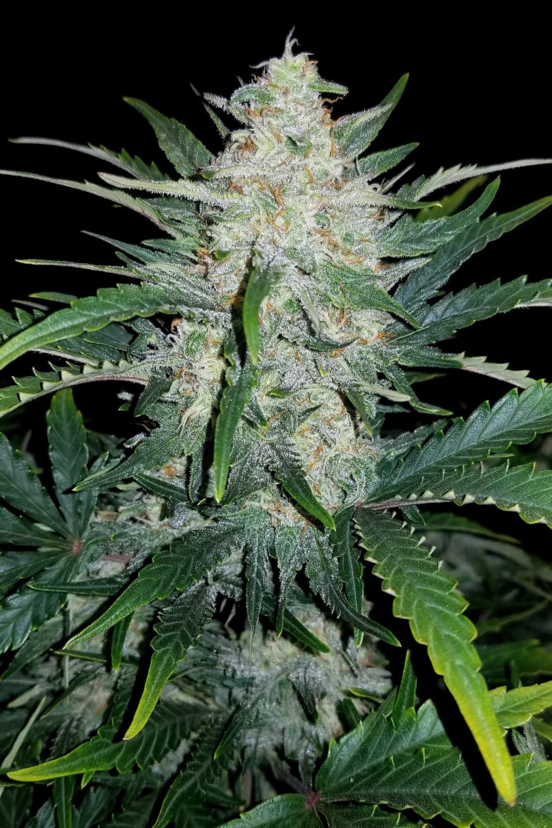 FAST BUDS - RHINO RYDER AUTO