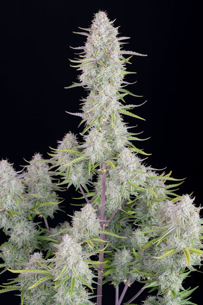 FAST BUDS - WEDDING CHEESECAKE AUTO