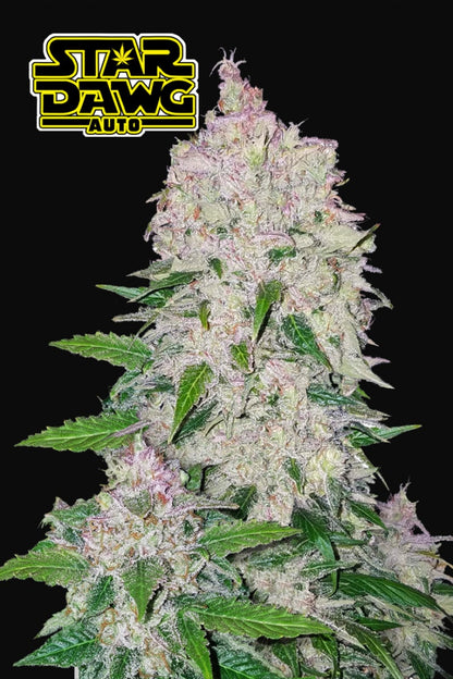 FAST BUDS - STARDAWG AUTO