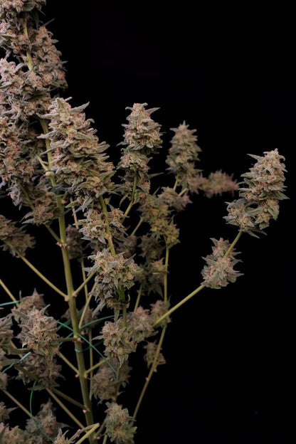 FAST BUDS - CRITICAL AUTO