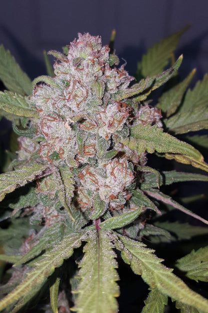 FAST BUDS - STARDAWG AUTO