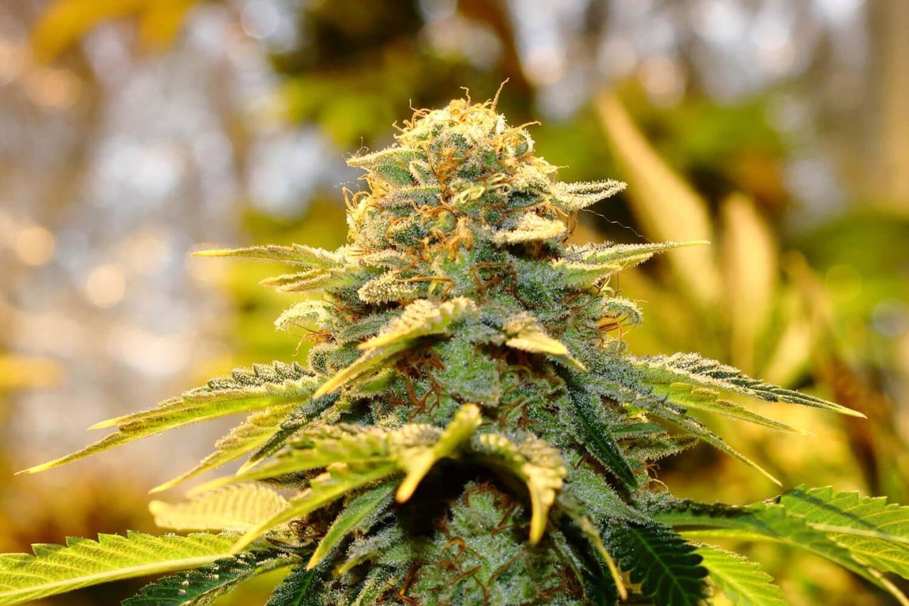 PARADISE SEEDS - MENDOCINO SKUNK - CHONG'S CHOICE