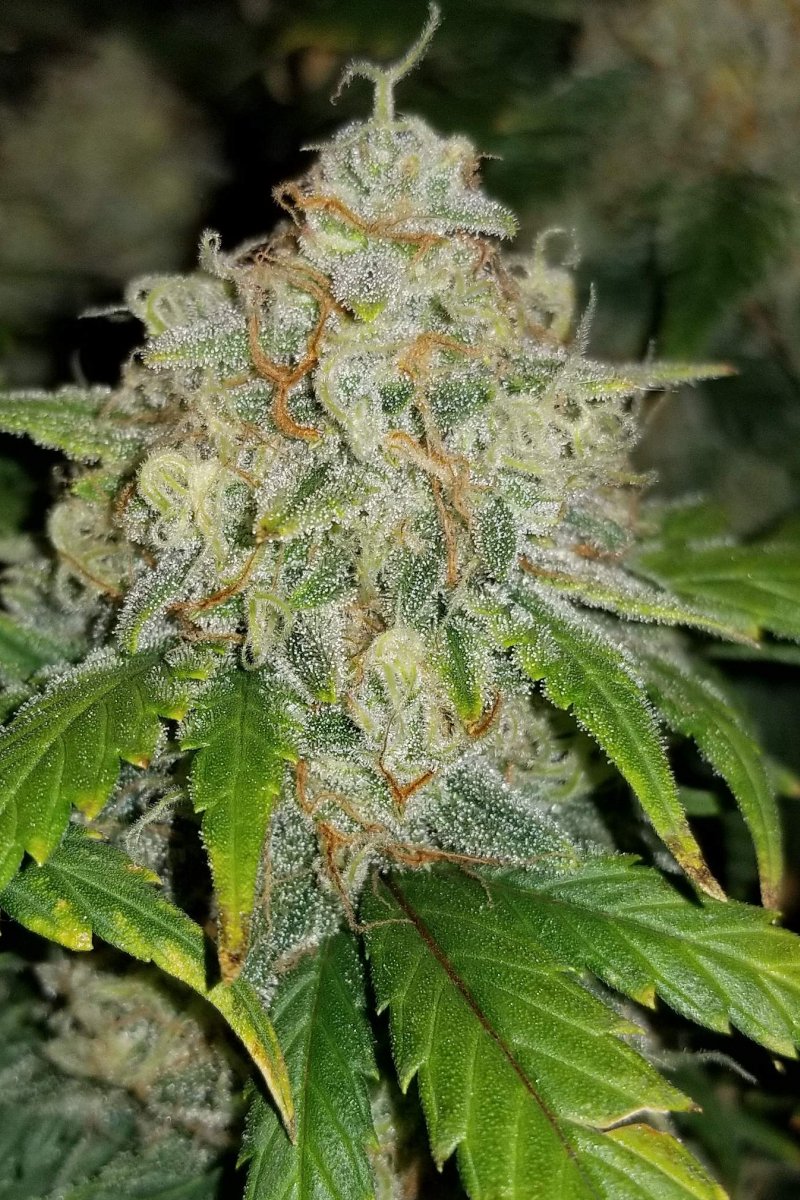 FAST BUDS - ZKITTLEZ AUTO