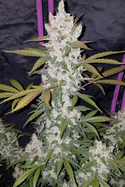 FAST BUDS - GIRL SCOUT COOKIES AUTO