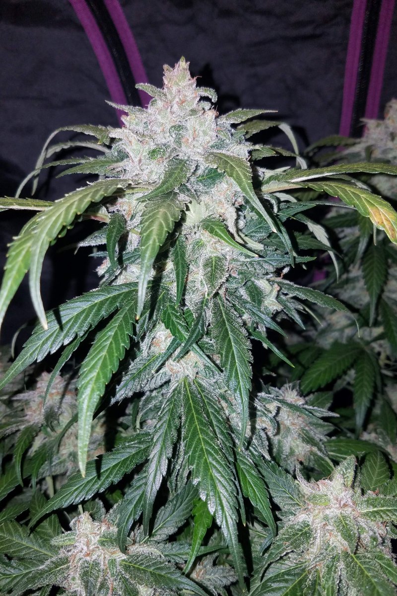 FAST BUDS - TANGIE AUTO