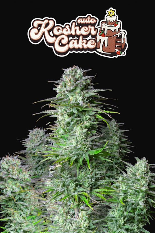 FAST BUDS - KOSHER CAKE AUTO