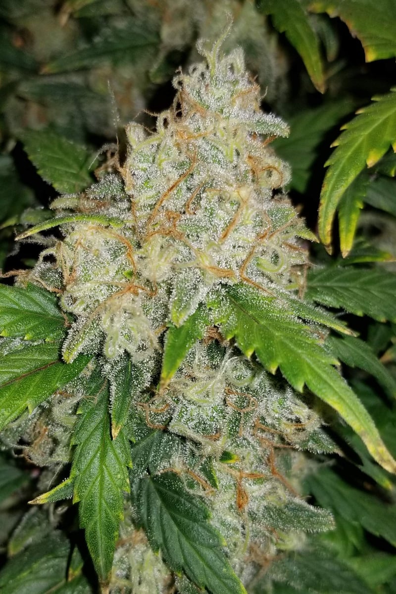 FAST BUDS - ZKITTLEZ AUTO