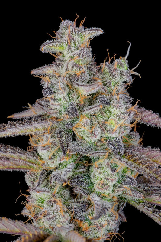 FAST BUDS - BANANA PURPLE PUNCH AUTO