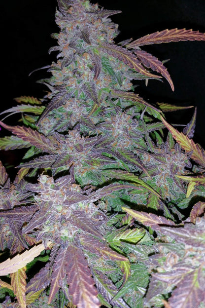 FAST BUDS - FASTBERRY AUTO