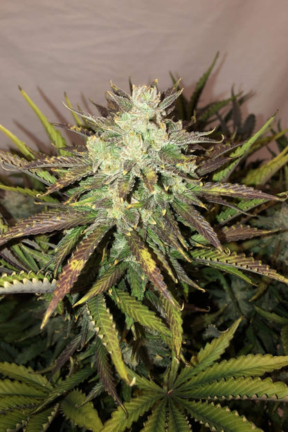 FAST BUDS - GORILLA GLUE AUTO