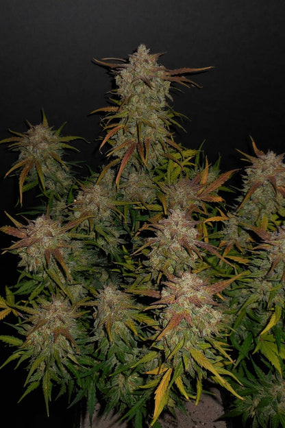 FAST BUDS - LEMON AK AUTO