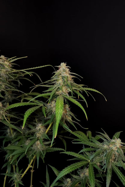 FAST BUDS - SOUR DIESEL AUTO