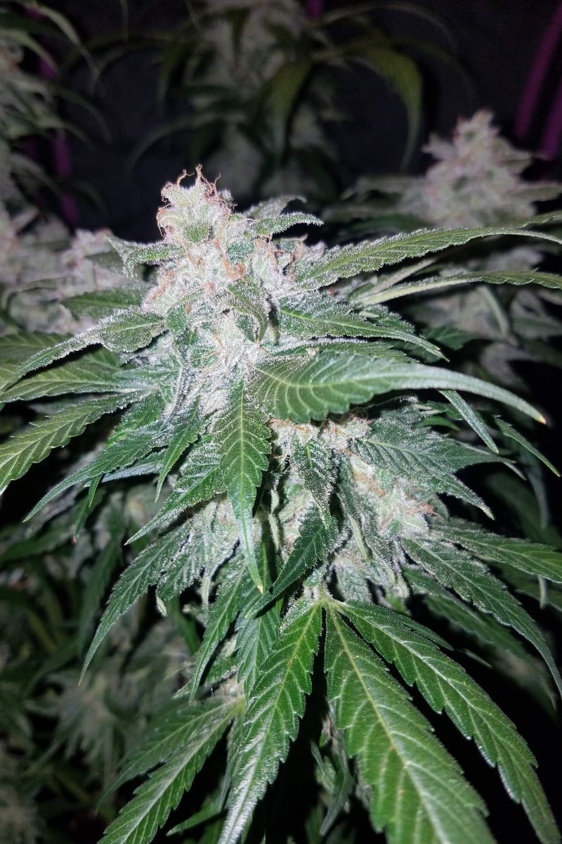 FAST BUDS - TANGIE AUTO