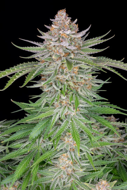 FAST BUDS - STRAWBERRY PIE AUTO