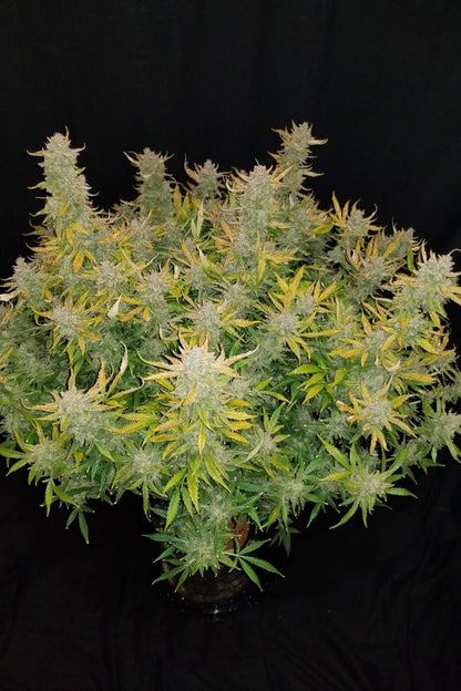 FAST BUDS - RHINO RYDER AUTO