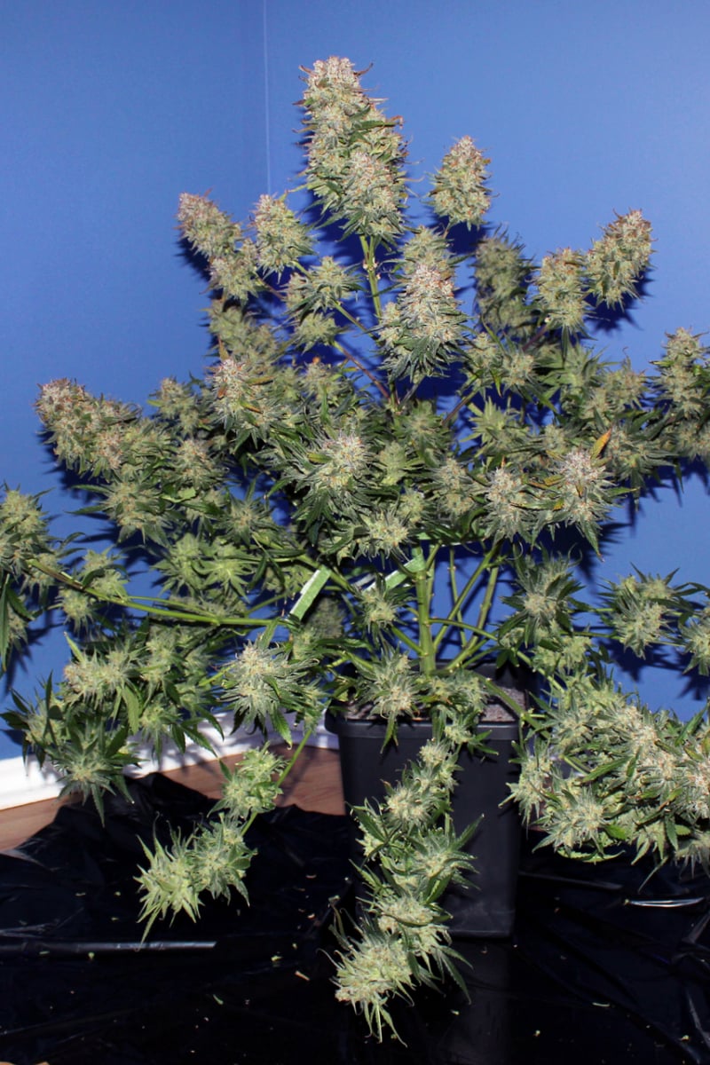 FAST BUDS - GIRL SCOUT COOKIES AUTO